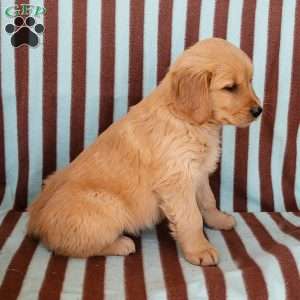 Crystal, Golden Retriever Puppy